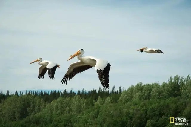 鹈鹕（别称塘鹅或河鸟，是鹈形目鹈鹕科鹈鹕属大型游禽，翅膀宽大，翼展较宽，扇翅有力），在蒙大拿州的药湖国家野生动物保护区上空飞行。前景中的鸟在它的喙上有一个角质的片，它在交配季节生长，当季节结束时就会脱落。—— 摄影：KLAUS NIGGE, NAT GEO IMAGE COLLECTION